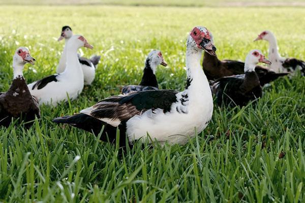 Patos de interior o patos almizclados