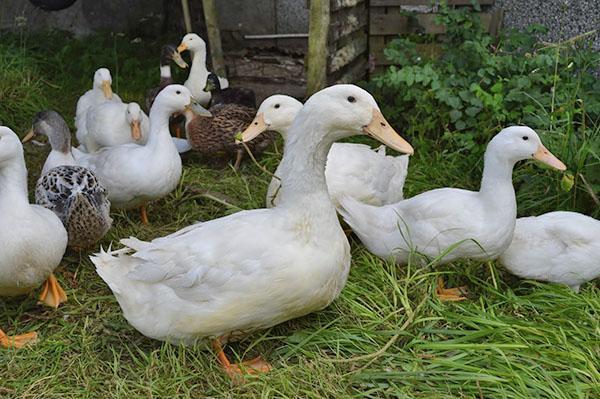Pato blanco de moscú