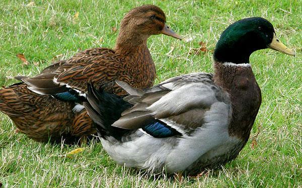 Raza de pato de Ruan