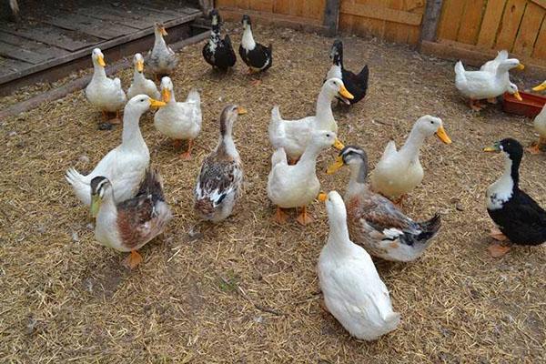 Patos de diferentes razas en el patio.