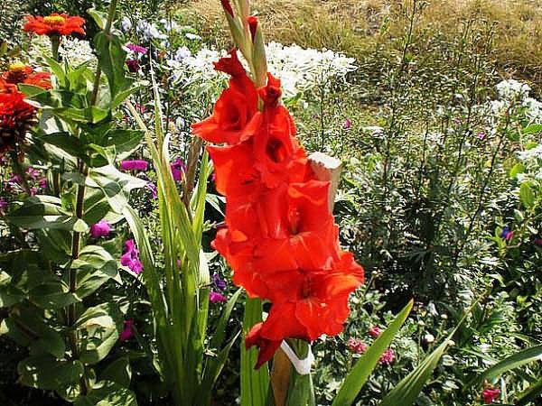 gladiolo floreciente