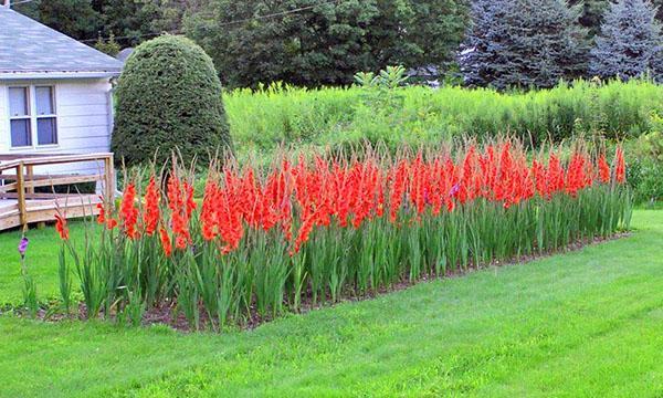 lugar para cultivar gladiolos