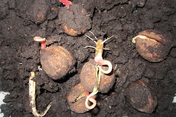 brotes de nueces se rompen