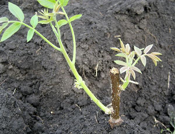 plántula varietal injertada