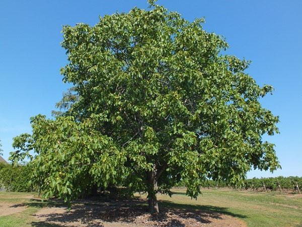 árbol de nueces