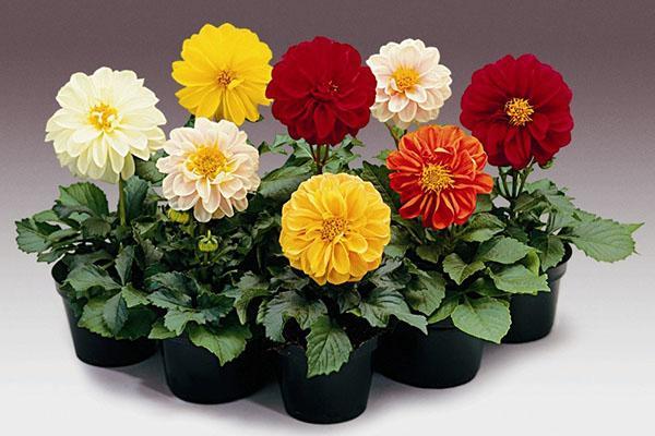 dahlias dans les points chauds