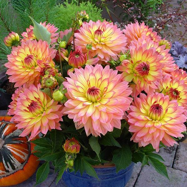 dahlias nains