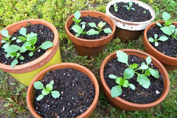 pots en argile pour dahlias