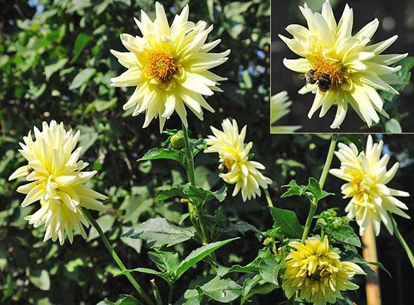 éponge dahlias