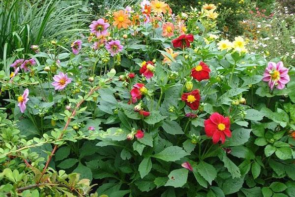 le début de la floraison des dahlias annuels