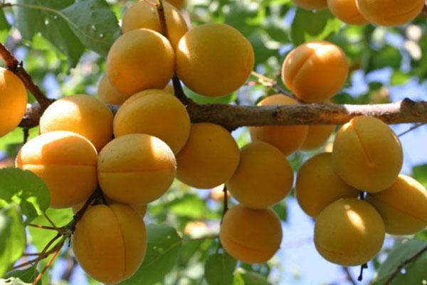 abricot fruit Lel