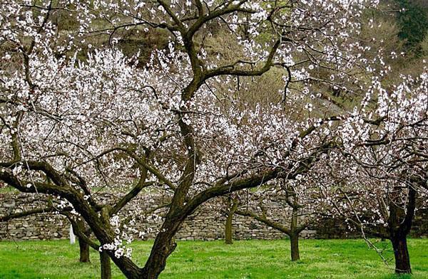 site de plantation d'abricots