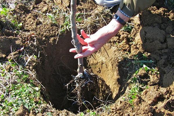 reglas para plantar plántulas