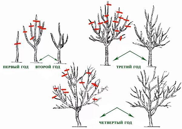 formation de couronne d'abricot