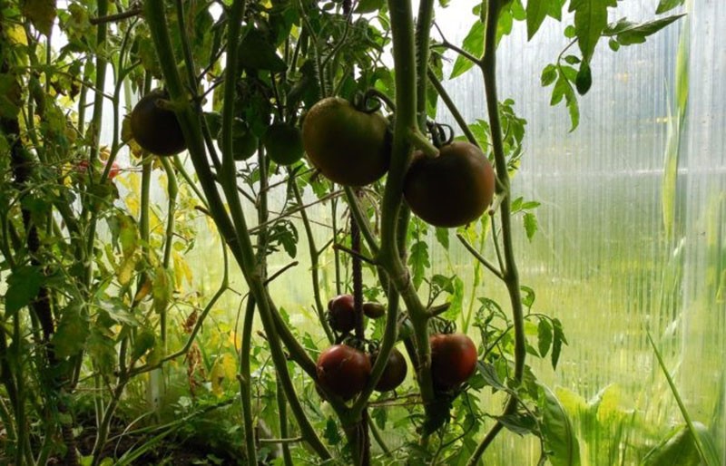 arbustos tomate Kumato