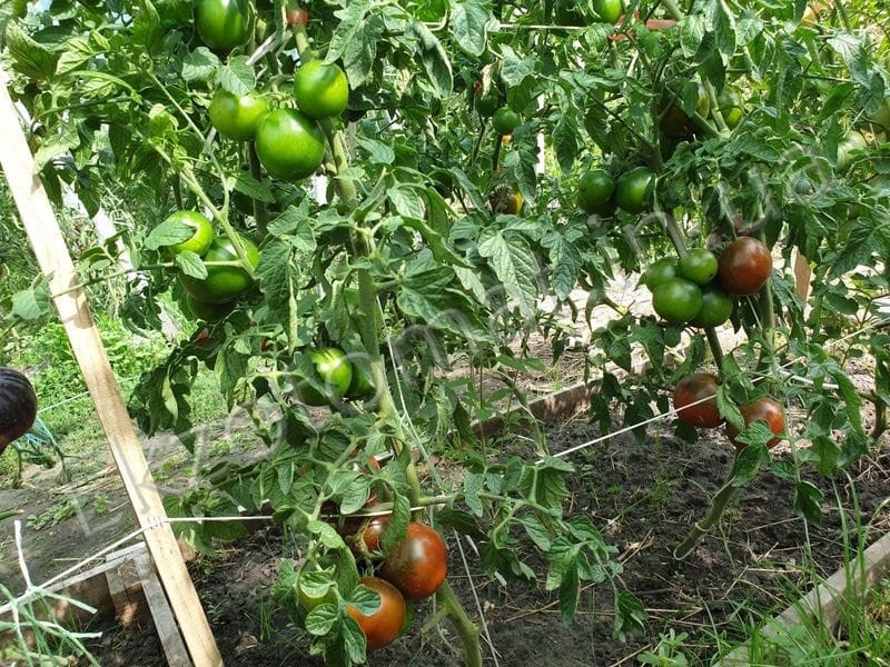 cultivo de tomate