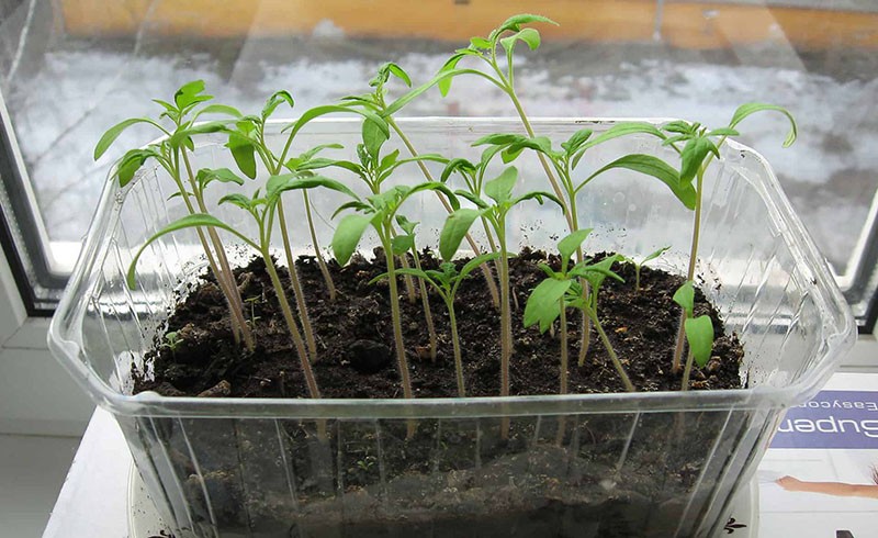 plántulas de tomate