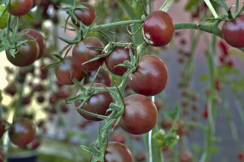 los tomates maduran