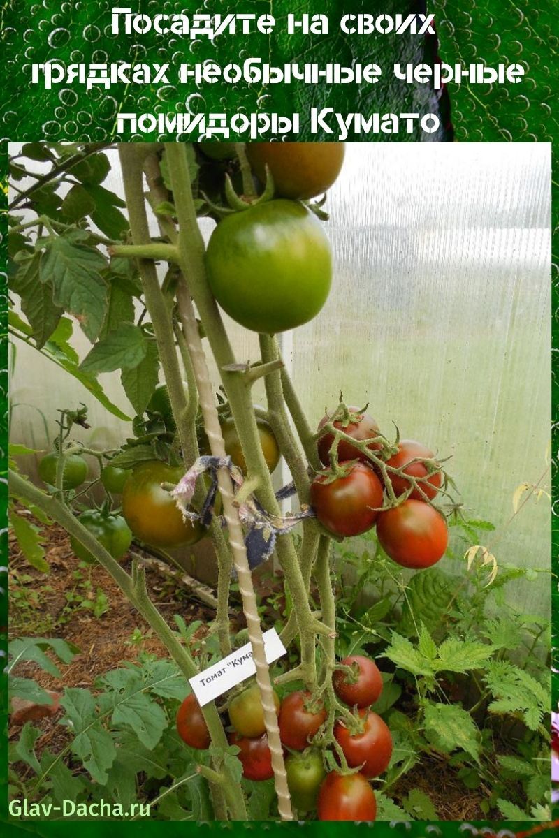 tomate kumato