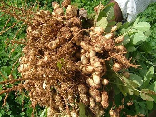 cosechando cacahuetes