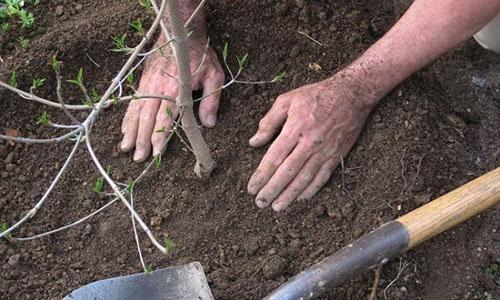 planter un sureau à la campagne