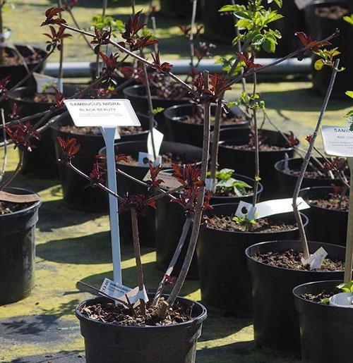 propagation du sureau par bouturage