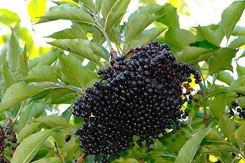 récolte de sureau noir