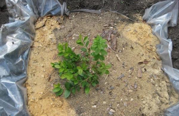 planter des bleuets