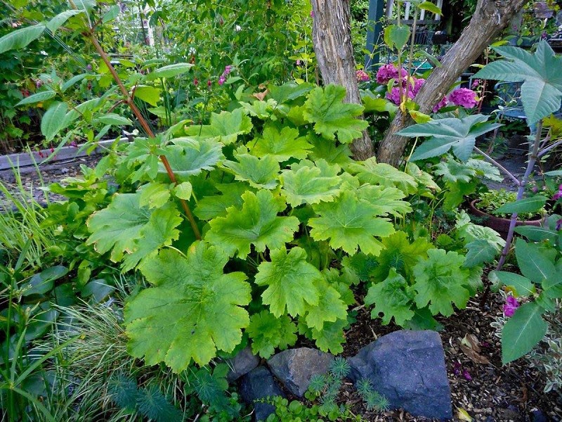 planta de gran tamaño para el jardín