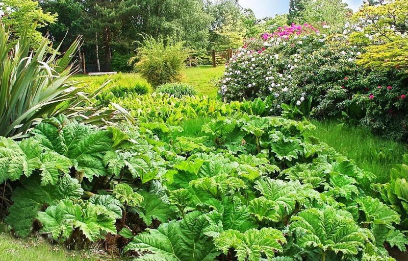 rincón apartado del jardín