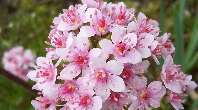 Flores de Darmera