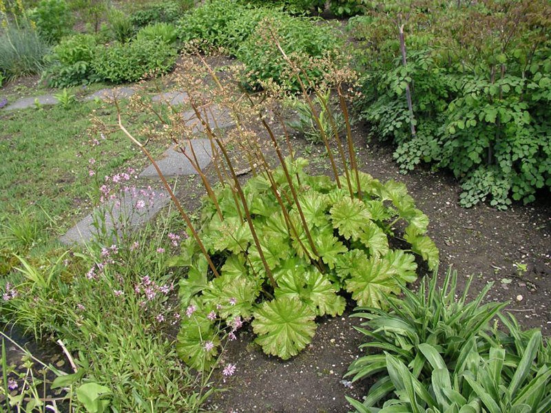 planter des darmers thyroïdiens et des soins