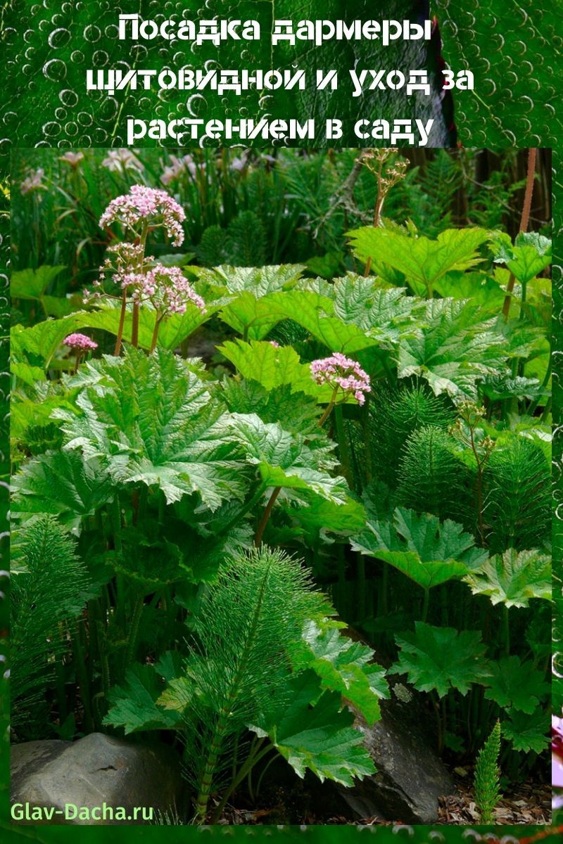 planter des darmers thyroïdiens et des soins