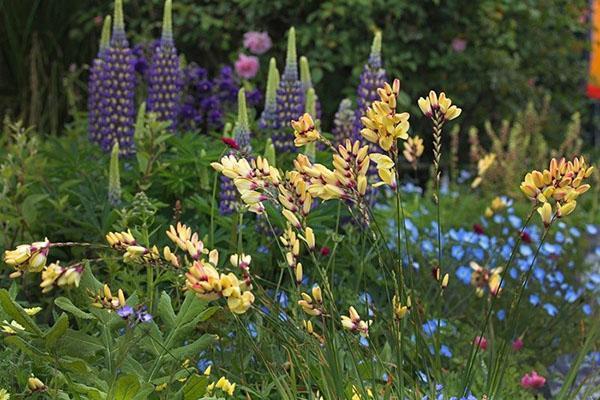 ixia dans le parterre de fleurs