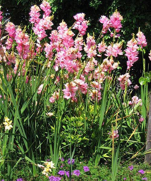 Ixia floreció en el jardín