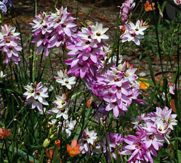 doux ixia