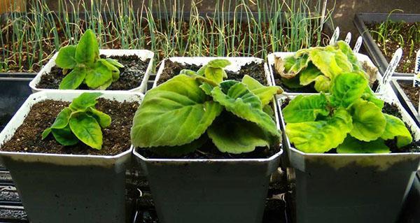 Cultiver des gloxinia à partir de tubercules