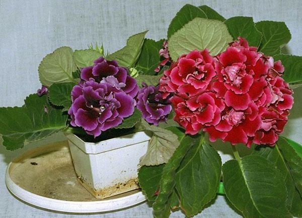 Avec des soins appropriés, la gloxinia du tubercule commence à fleurir