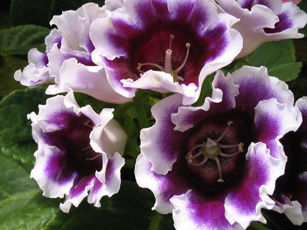 Gloxinia fleurit