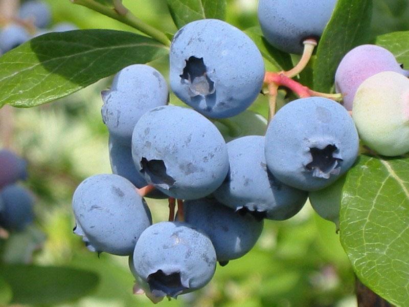 arándano Bluecrop