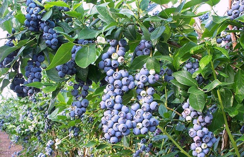 Blueberry myrtille