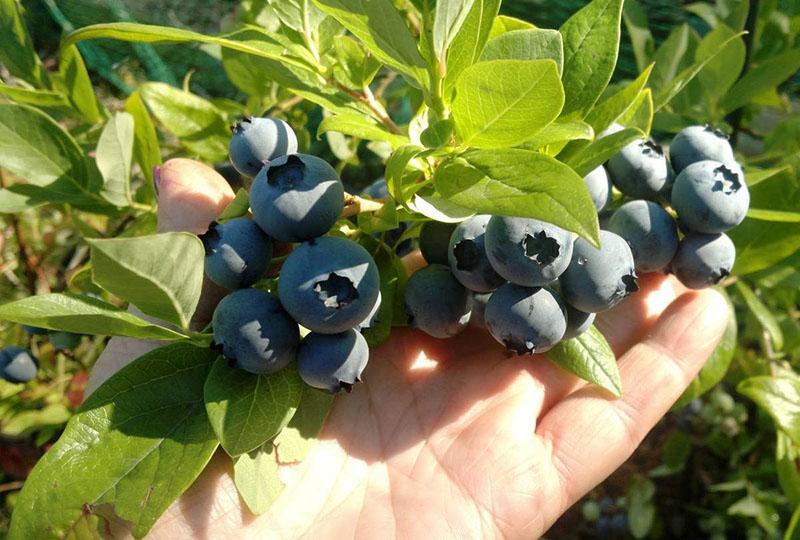 Variedad chippeva