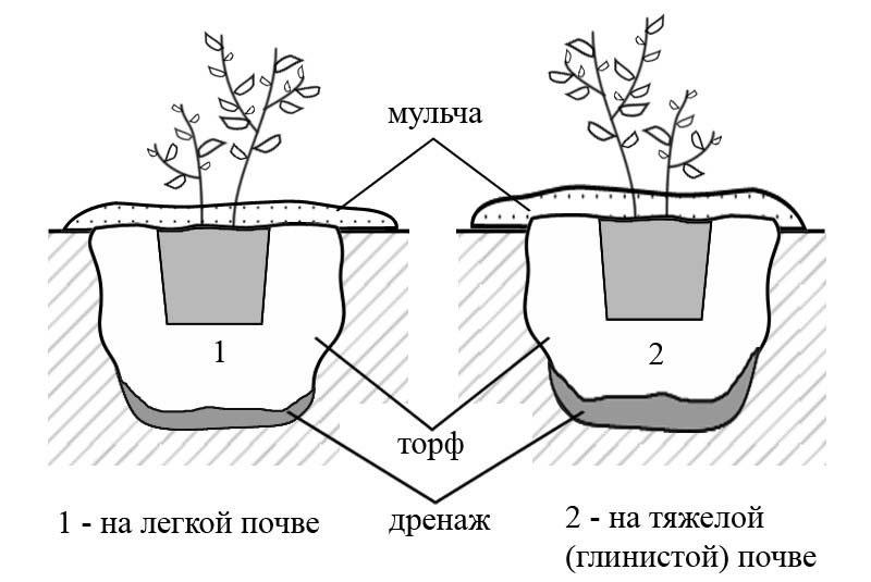 esquema de plantación de arándanos