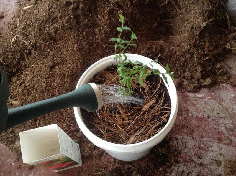 vierta agua sobre la plántula