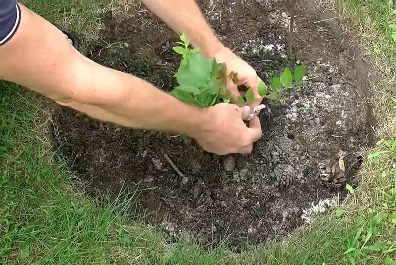 planter des bleuets