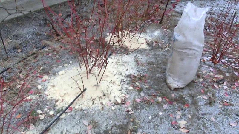 usando aserrín para proteger los arándanos