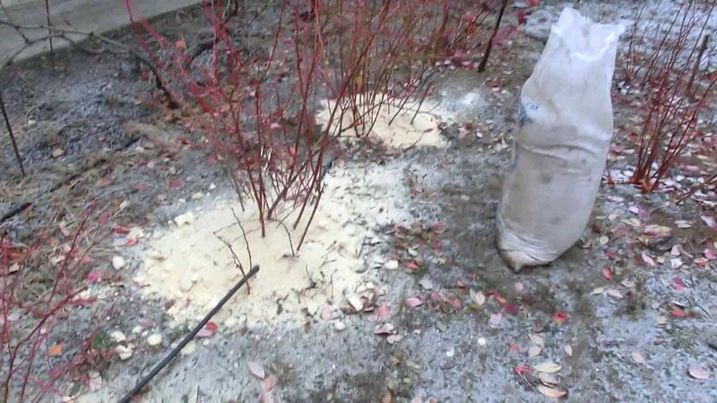 utiliser de la sciure de bois pour abriter les bleuets