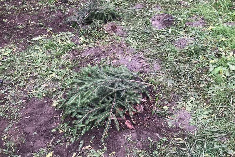 cubrir los arbustos de arándanos jóvenes