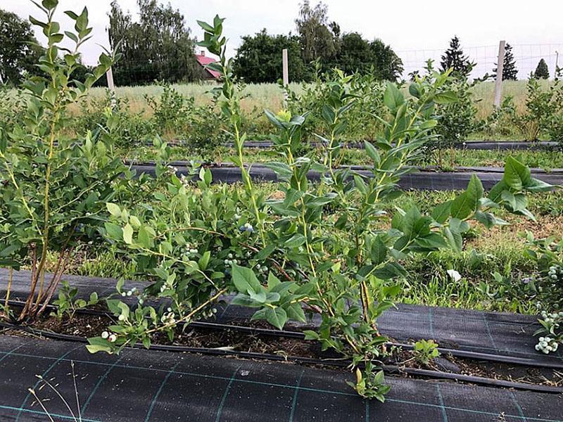 plantation de bleuets et soins appropriés