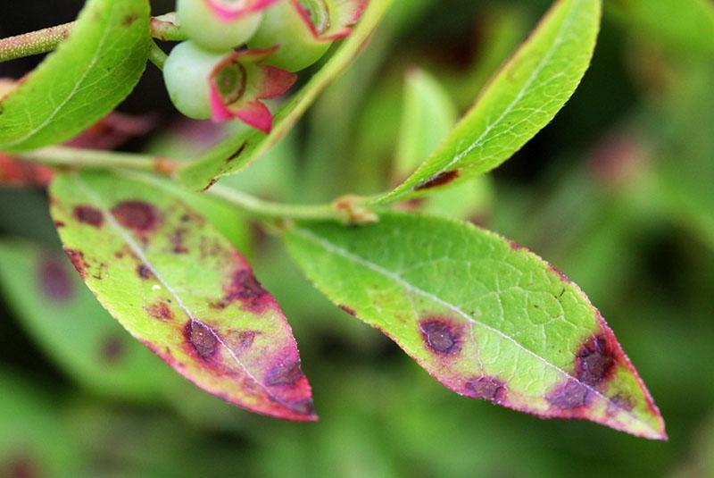 maladies du bleuet